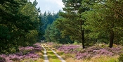 50plus event met wandeling door Schoorlse Duinen